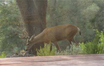 Deer Eating Dead Weeds in My Backyard Sprayed with Natural Vinegar and Salt Weed Killer