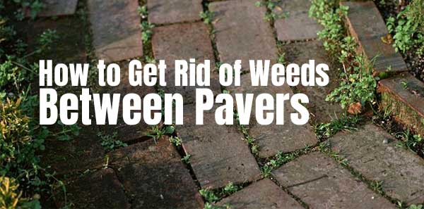 How to Get Rid of Weeds Between Pavers Naturally with Vinegar and Salt