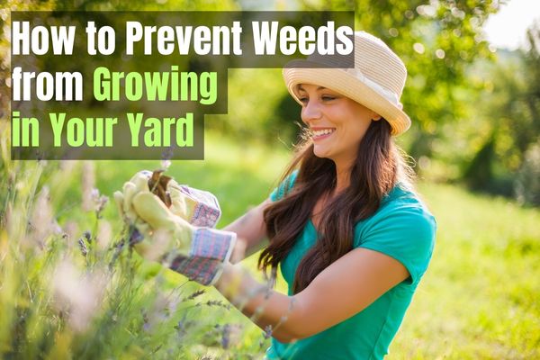 How to Prevent Weeds from Growing in Your Yard - using Natural, Non Toxic and Cost Effective Solutions