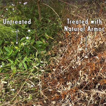 Dead Weeds Sprayed with Natural Armor Organic Herbicide
