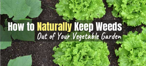 Organic Weed Killer for Vegetable Garden