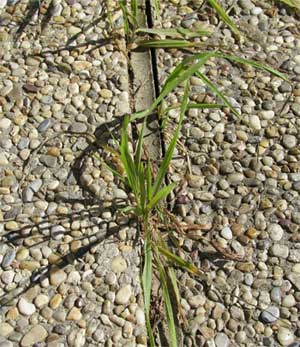 Weeds Growing Up Between Concrete Patio Pavers
