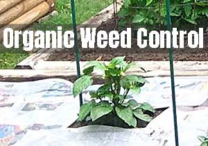 How to Stop Weeds from Growing in Vegetable Gardens - Naturally