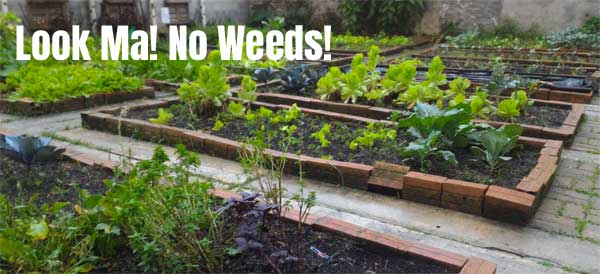 Organically Weed-Free Vegetable Garden Using Newspaper and Mulch
