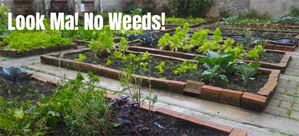 The Best Organic Weed Killer For Vegetable Garden Weeds The Best Organic Weed Killer For Vegetable Garden Weeds