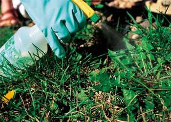 Spraying Weeds in Lawn with Non-Toxic Weed Killer Herbicide