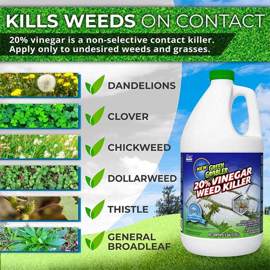 Weeds Killed by Vinegar Natural herbicide